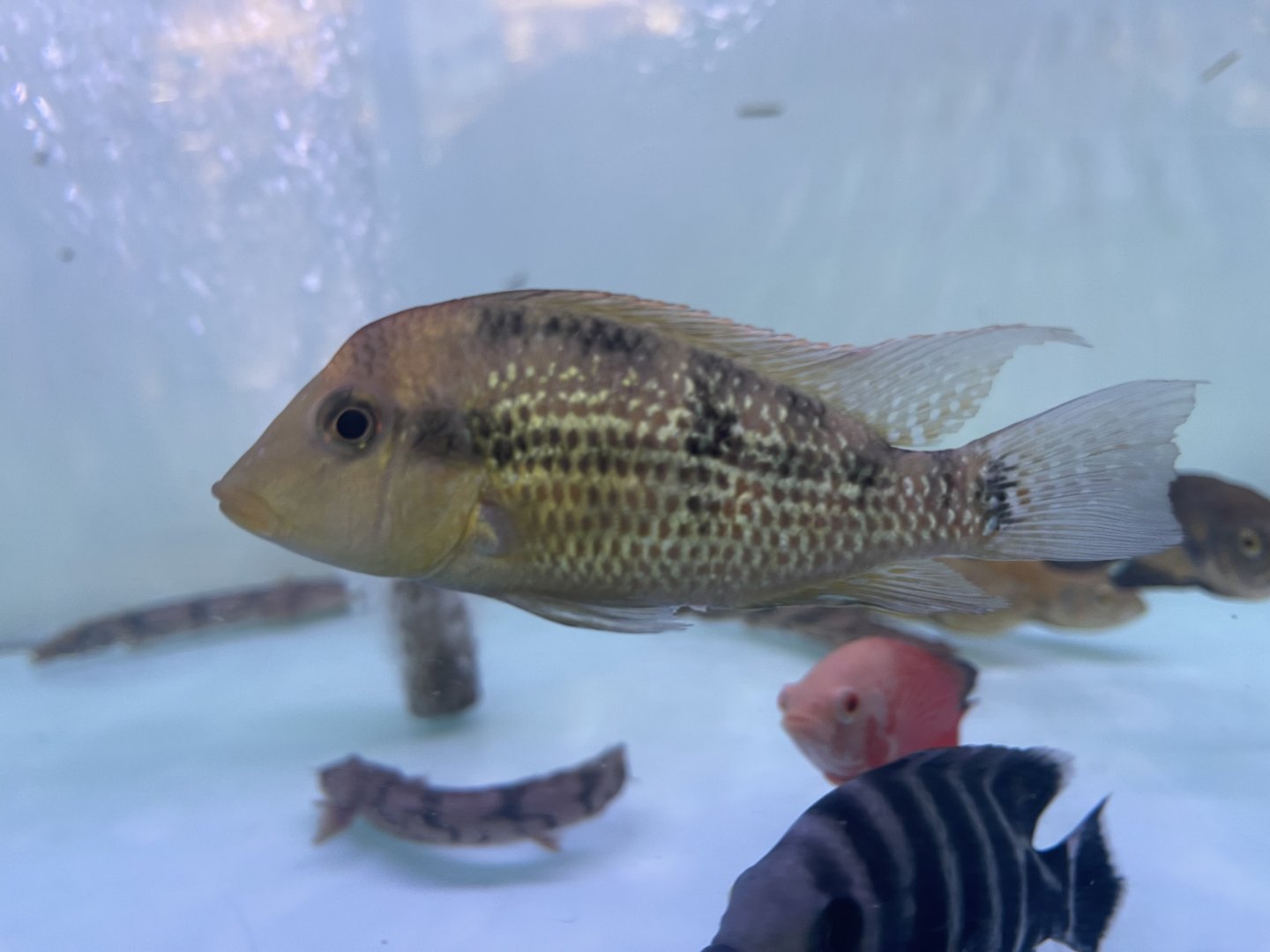gold dust eartheater (geophagus sp. "alto sinu")