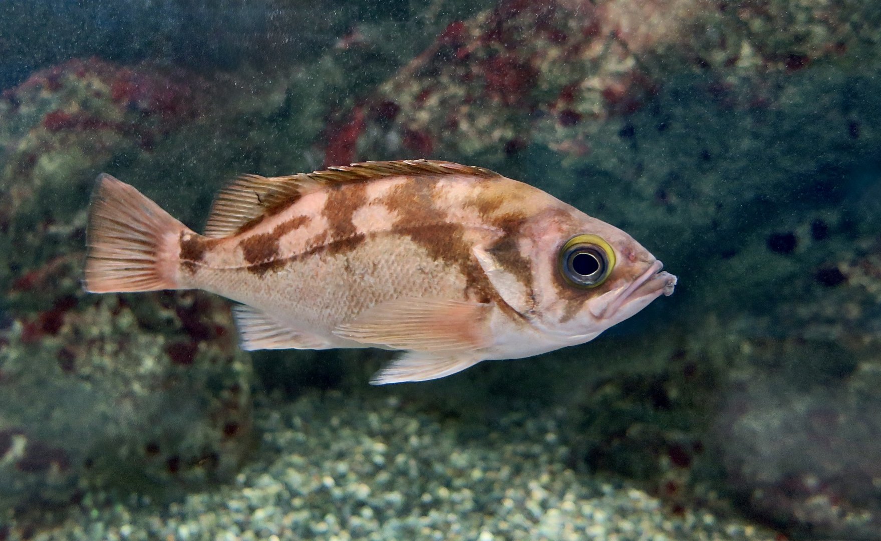 Gold-Eye Rockfish (Sebastes thompsoni) - Xpark