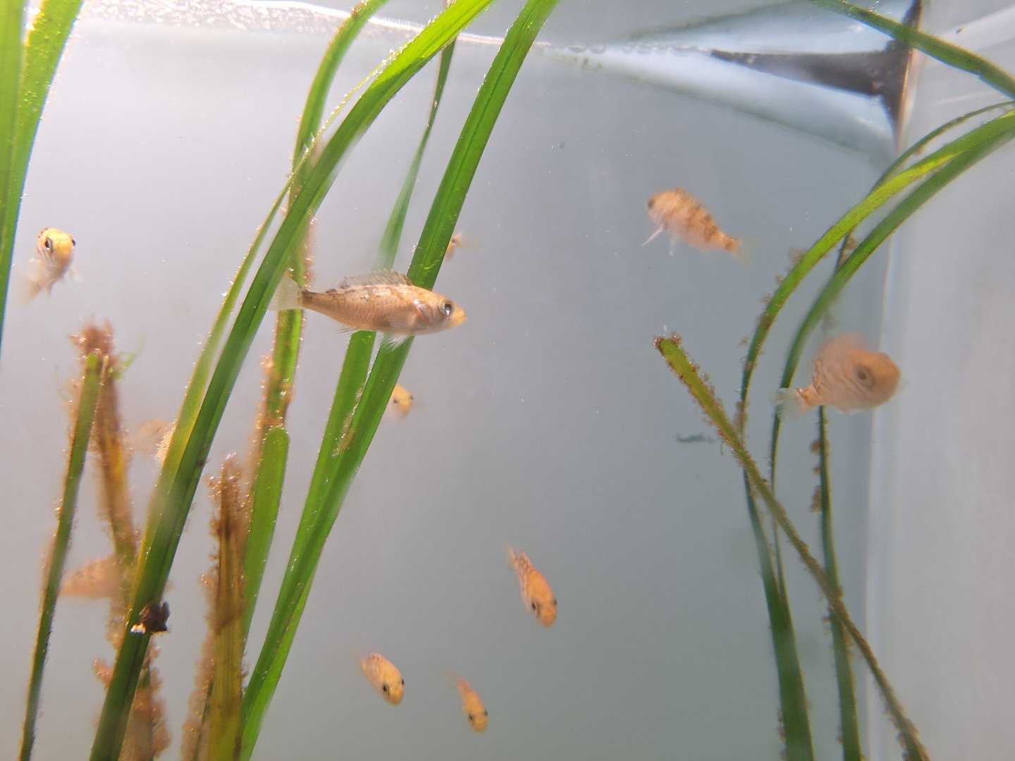 Gold-Eye Rockfish (Sebastes thompsoni)