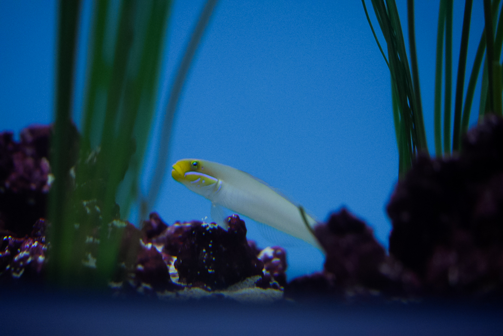 Gold Head Sleeper Goby