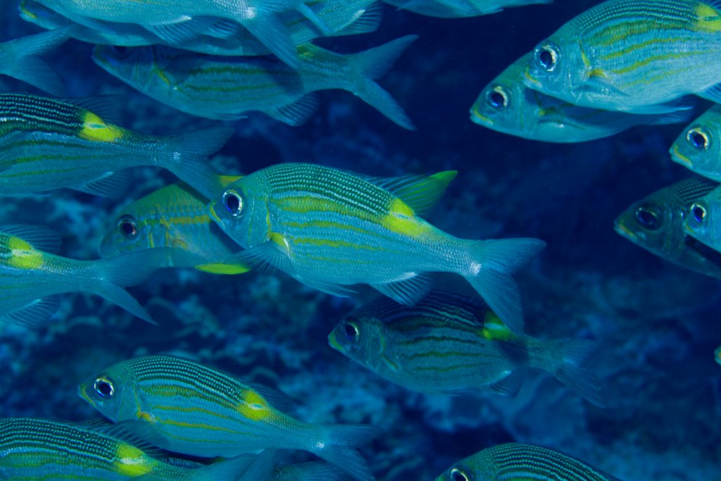 Gold-lined Emperors (Gnathodentex aureolineatus)