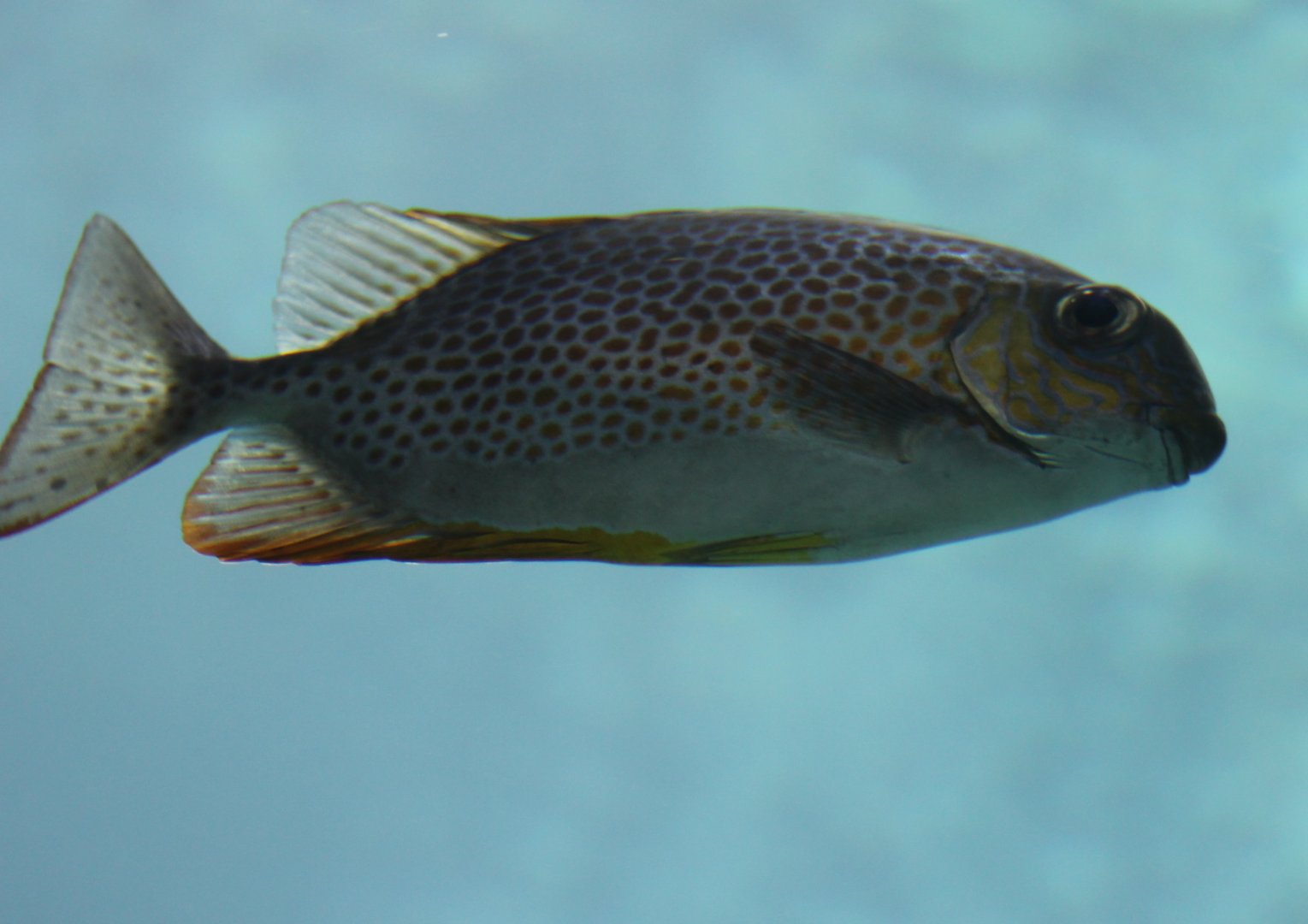 Gold-lined spadefood