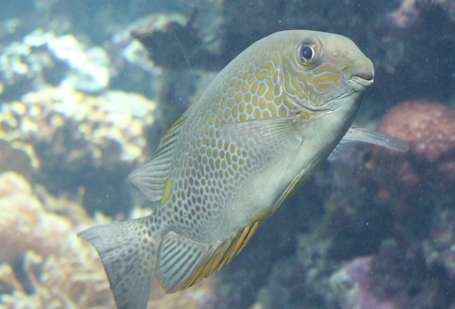 Gold-lined spinefood - Siganus guttatus