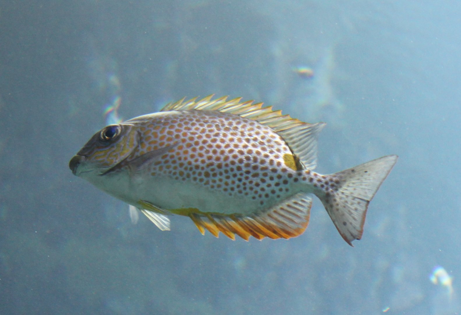 Gold-lined spinefood - Siganus guttatus