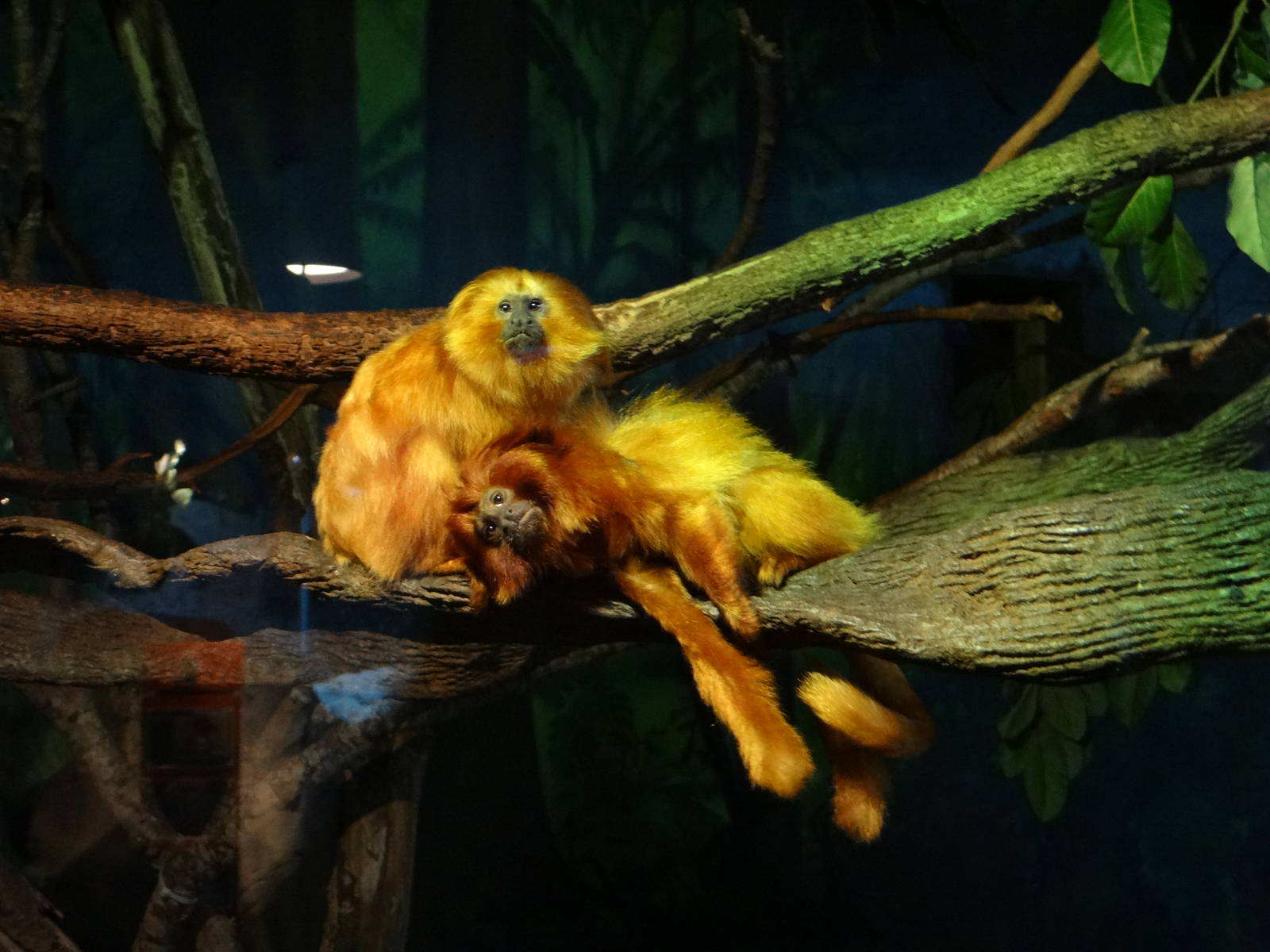 Gold lion tamarins