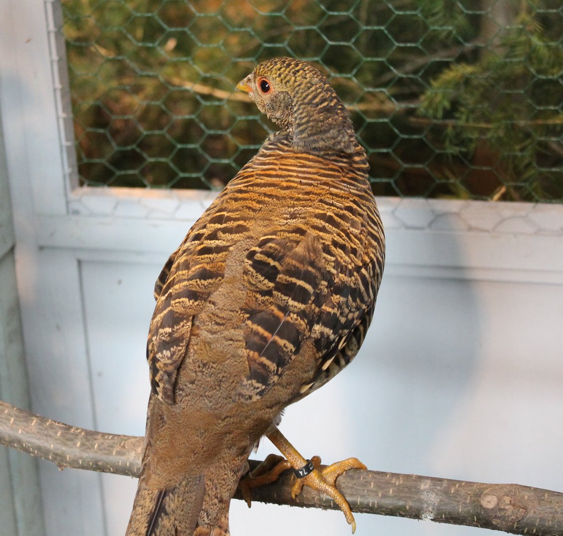 Gold pheasant Female