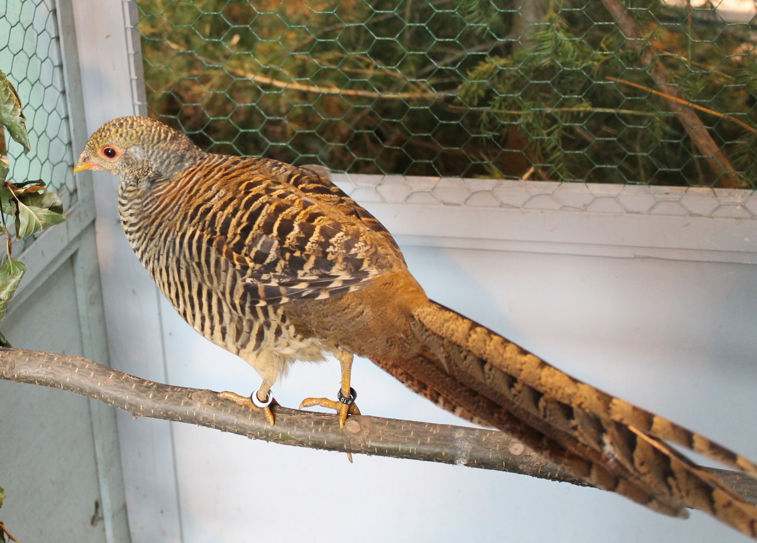 Gold pheasant Female