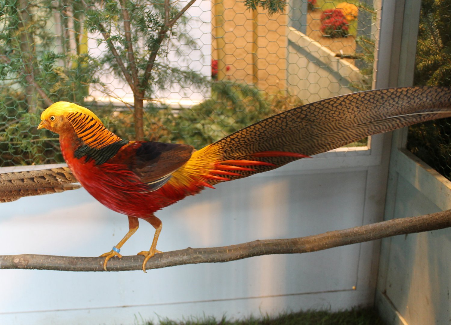 Gold pheasant Male