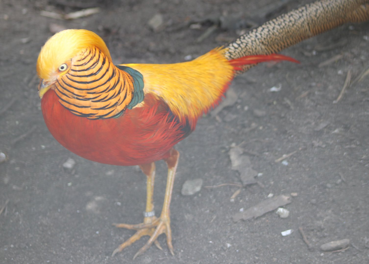 Gold pheasant