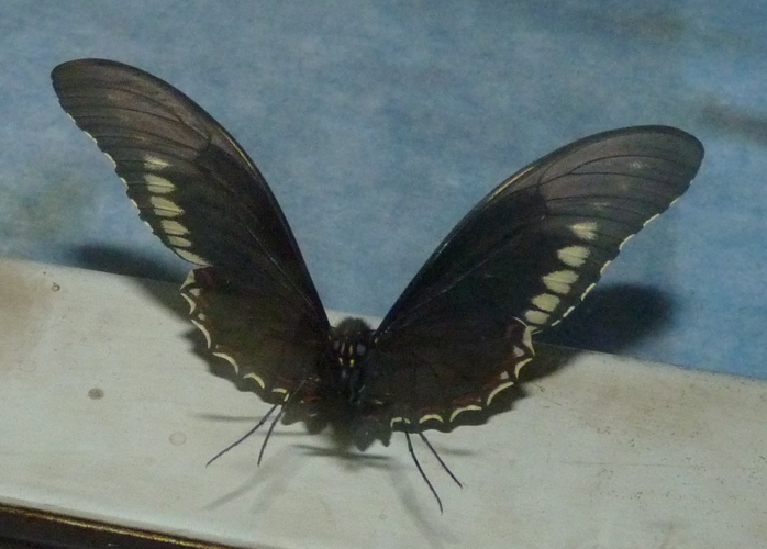 Gold rim swallowtail (Battus polydamas)