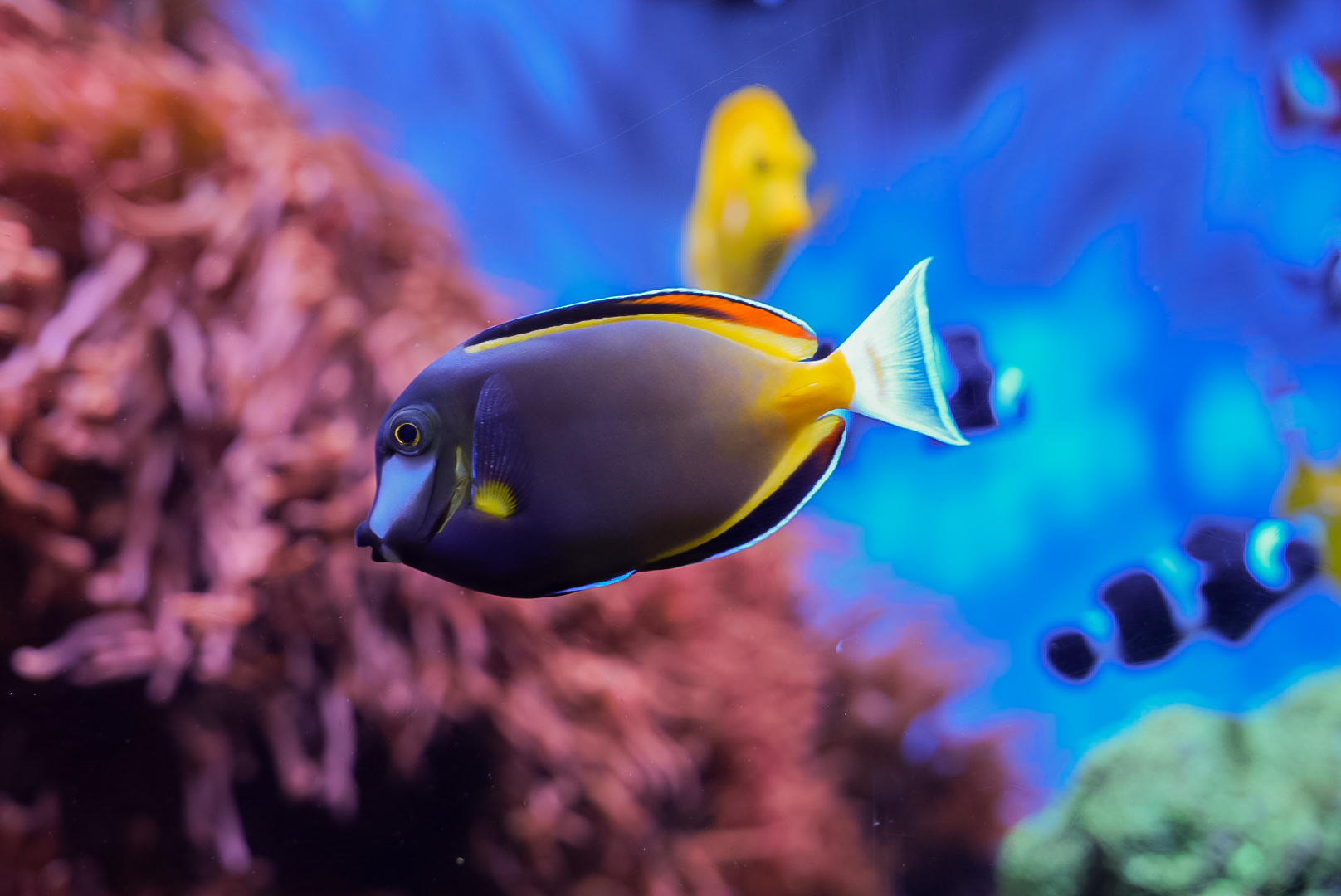 Gold Rim Tang