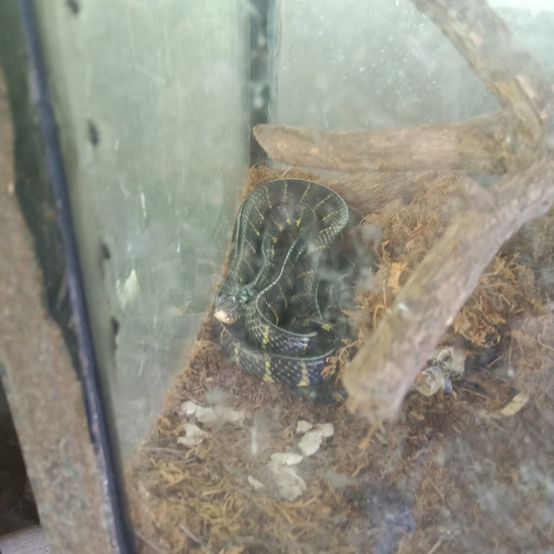 Gold-ringed Cat Snake (Boiga dendrophila) - Sato Loka Resto & Conservation Park