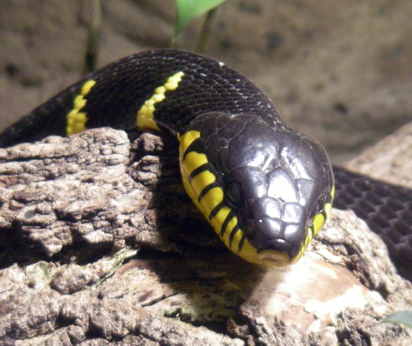 Gold-ringed Cat Snake (Boiga dendrophila)