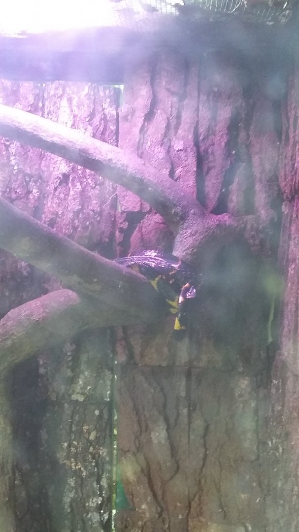 Gold-ringed cat snake (Boiga dendrophila)