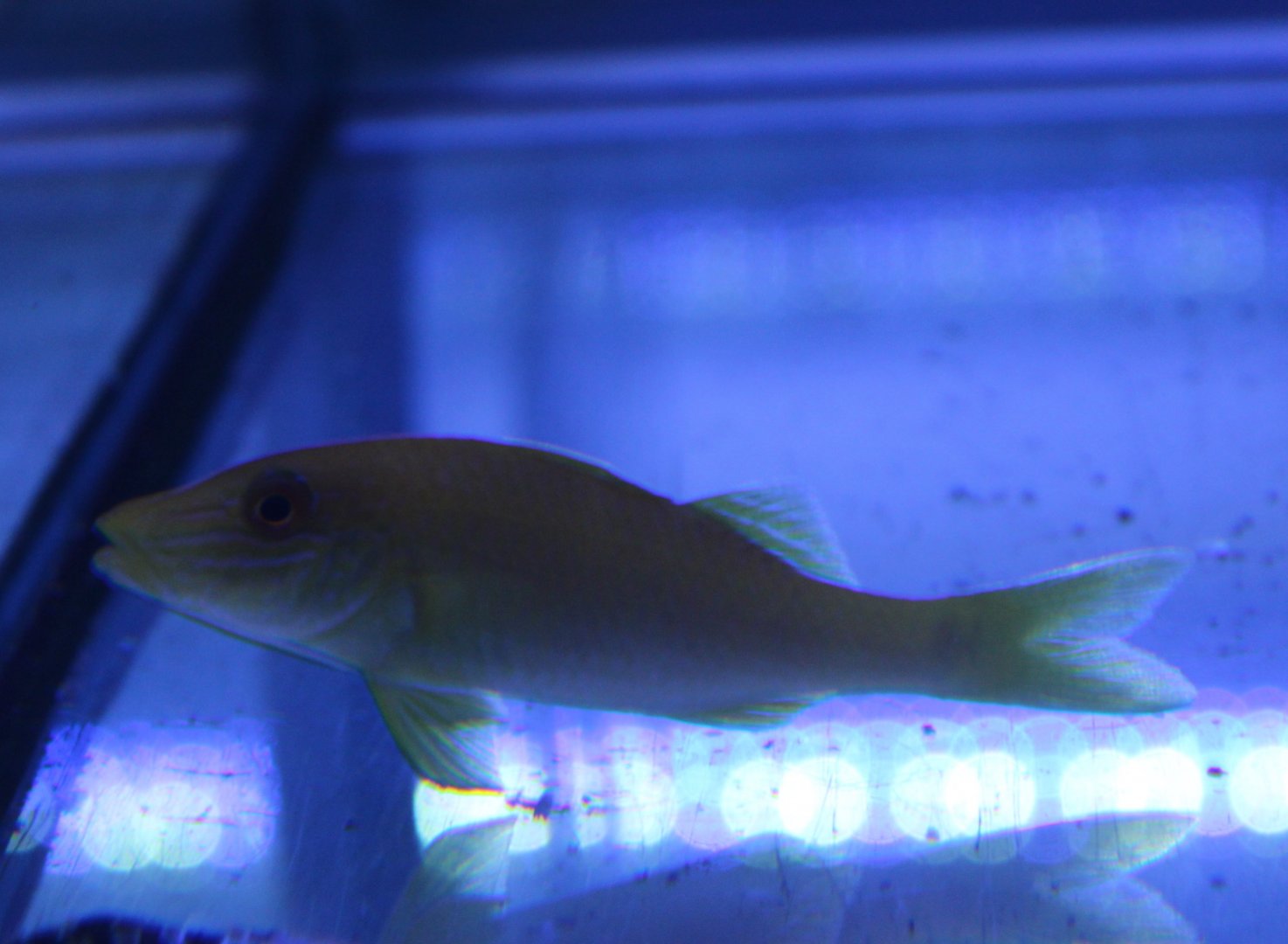 Gold-saddle goatfish - Papupeneus cyclostomus