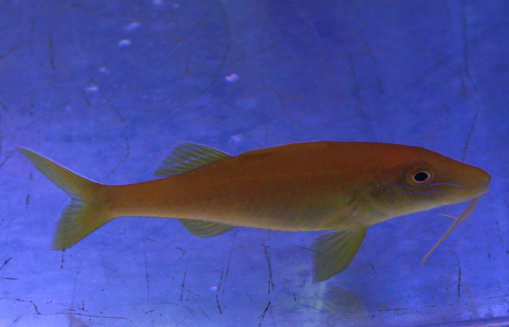 Gold-saddle goatfish - Parupeneus cyclostomus