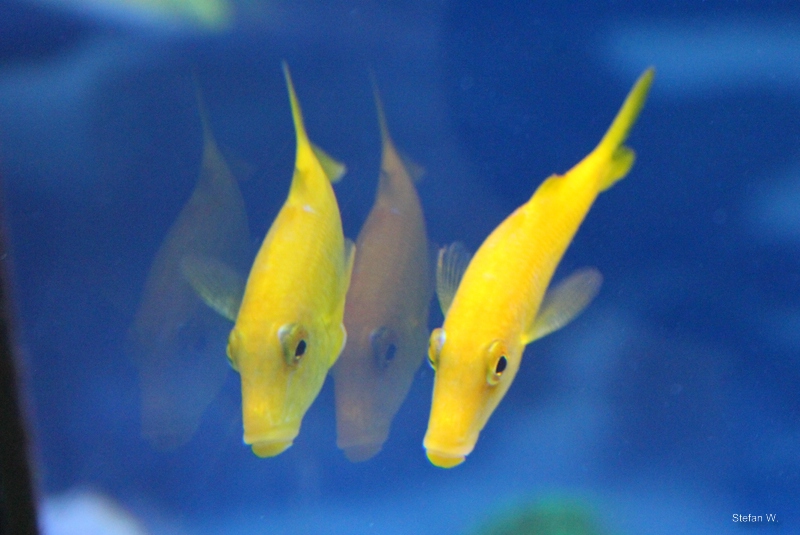 Gold-saddle goatfish
