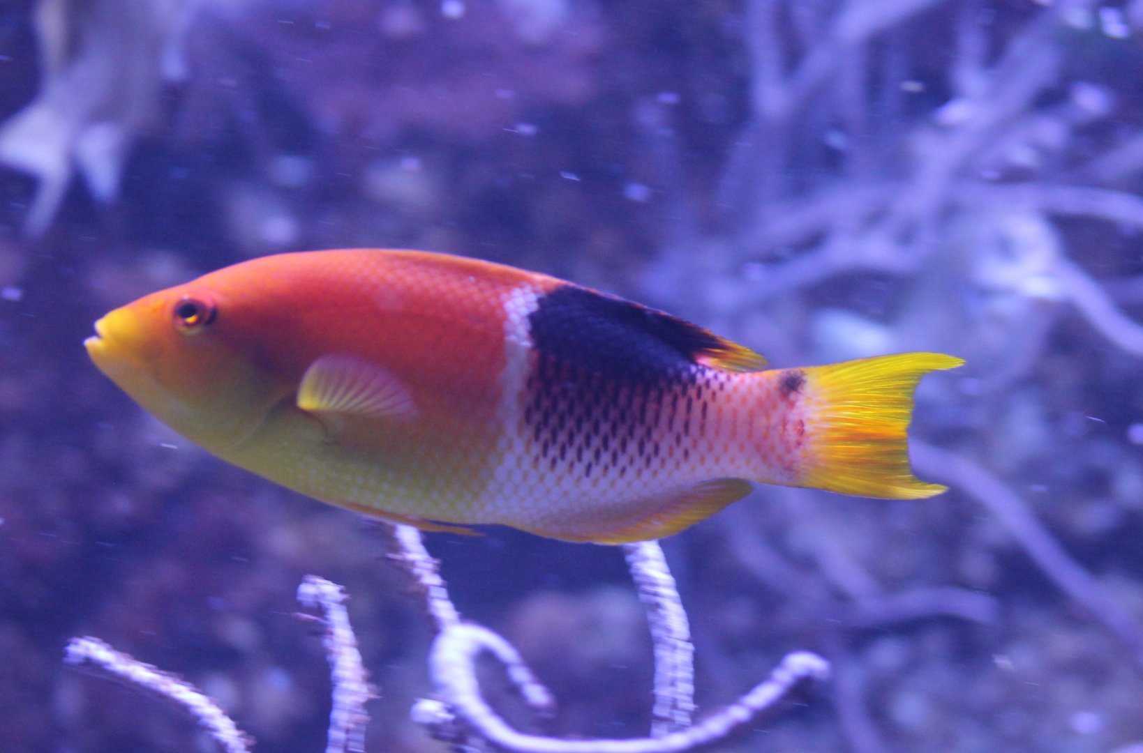 Gold saddle hogfish - Bodianus atrolumbus