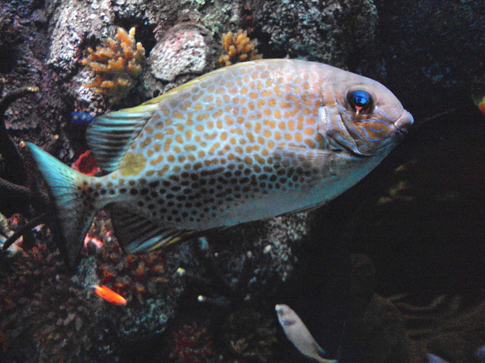 Gold Saddle Rabbitfish (Siganus guttatus)