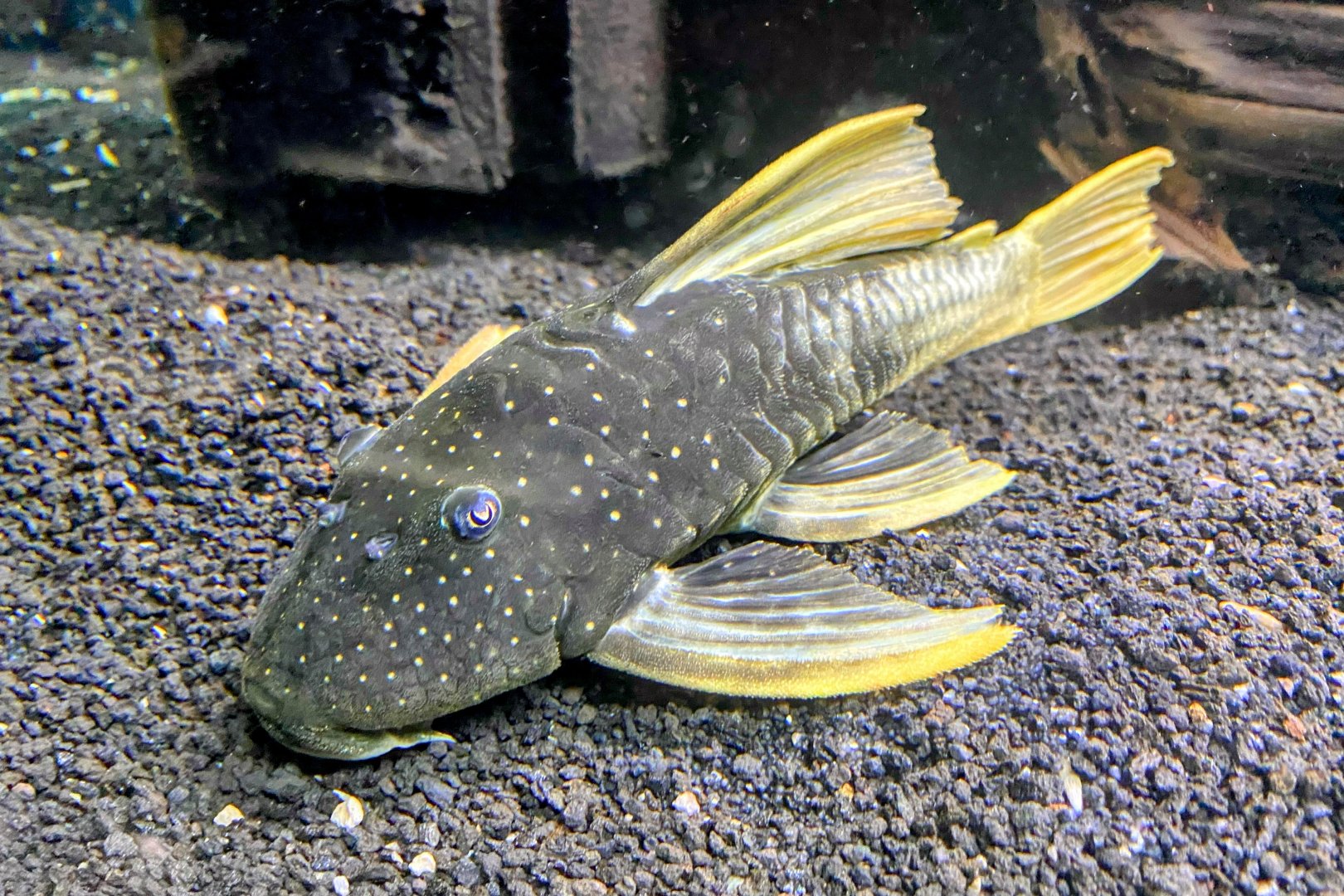 Gold Sailfin Pleco