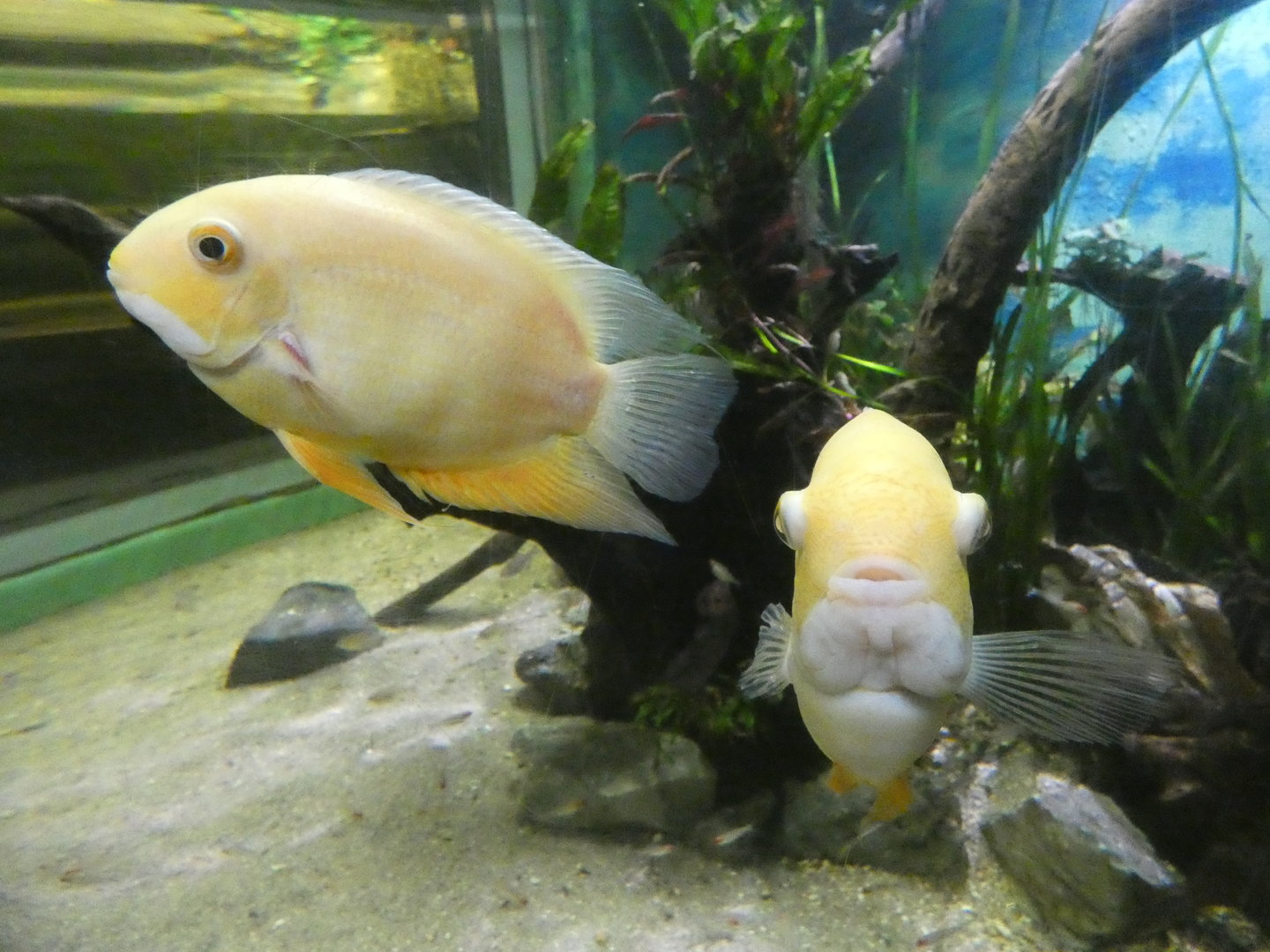 Gold severum