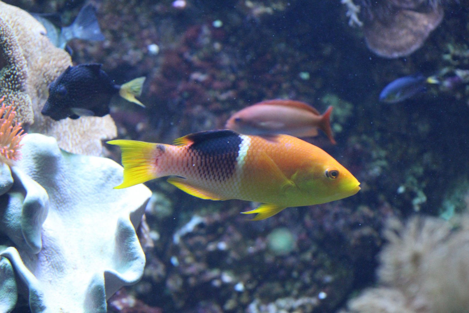 Gold-Spot Hogfish