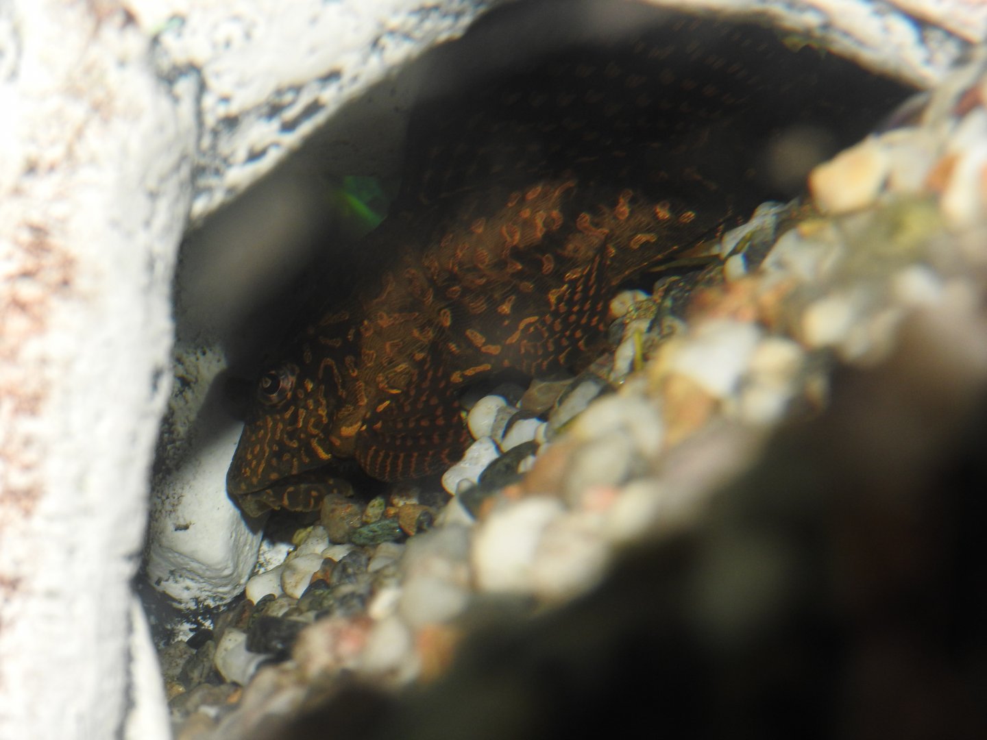 Gold-spotted Plecostomus