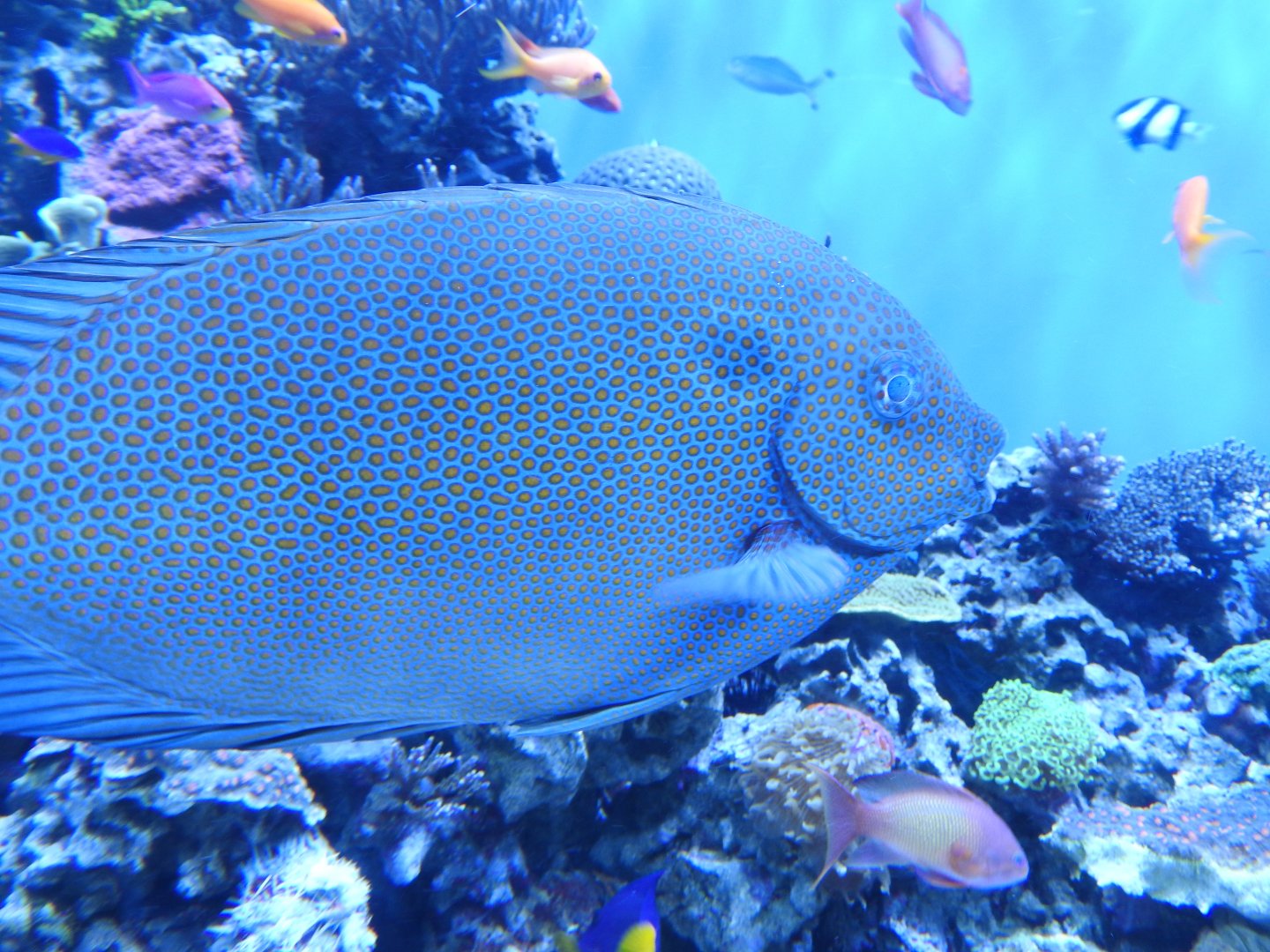 Gold-spotted Rabbitfish