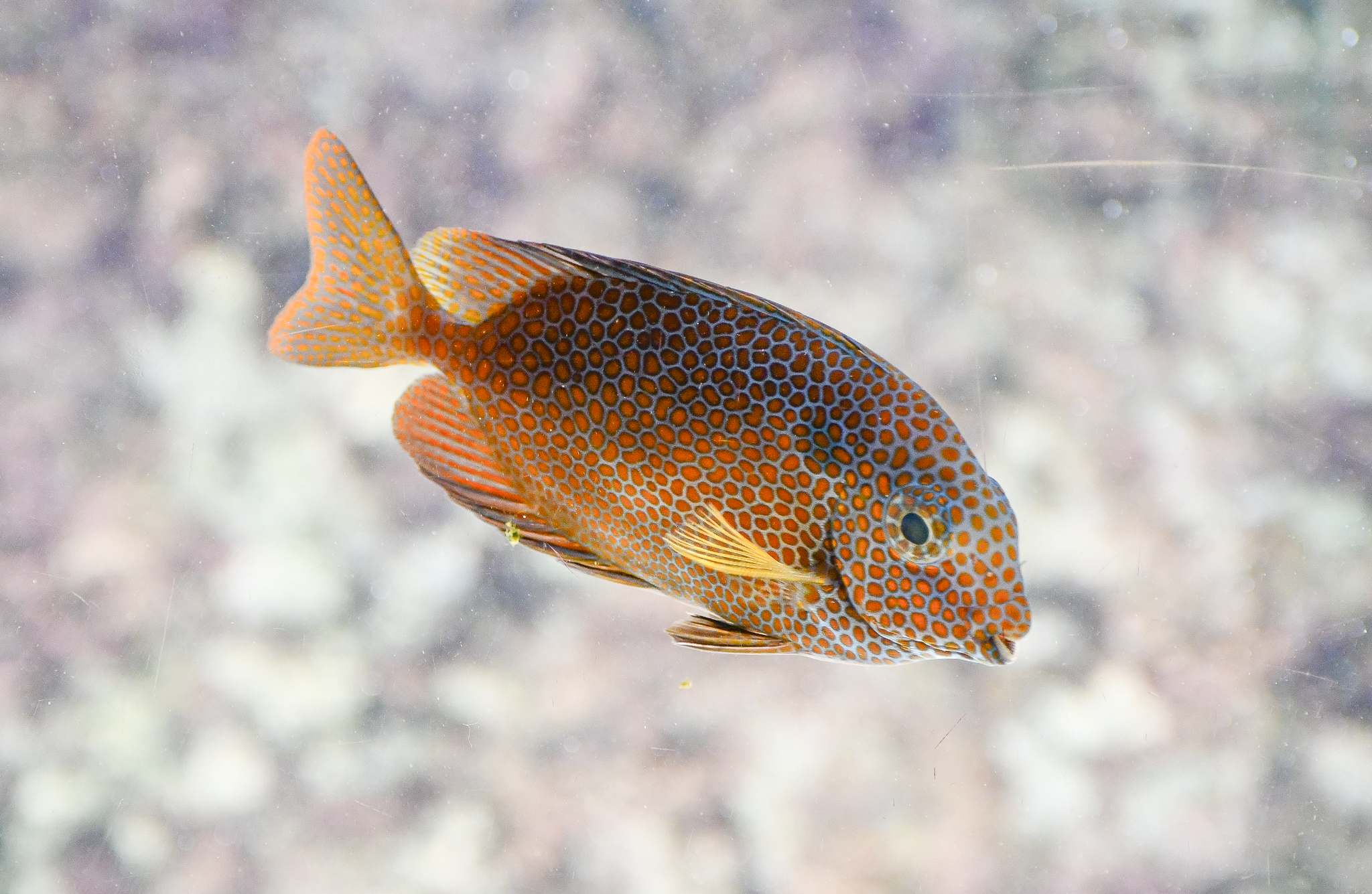 Gold-spotted Rabbitfish