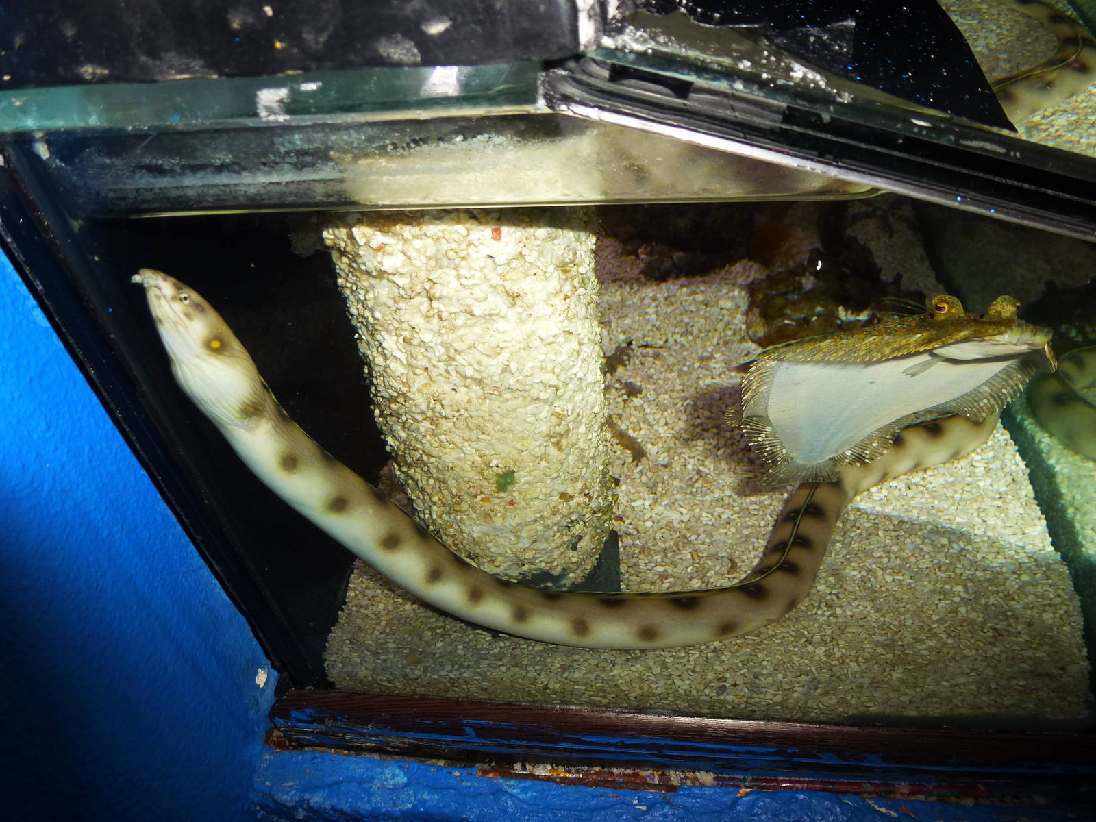 (Gold?)spotted snake eel, June 2013.