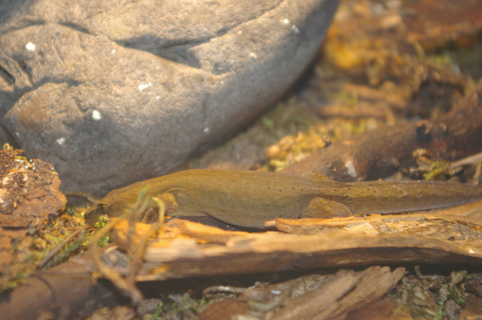 gold-stripe gecko (Woodworthia chrysosiretica)