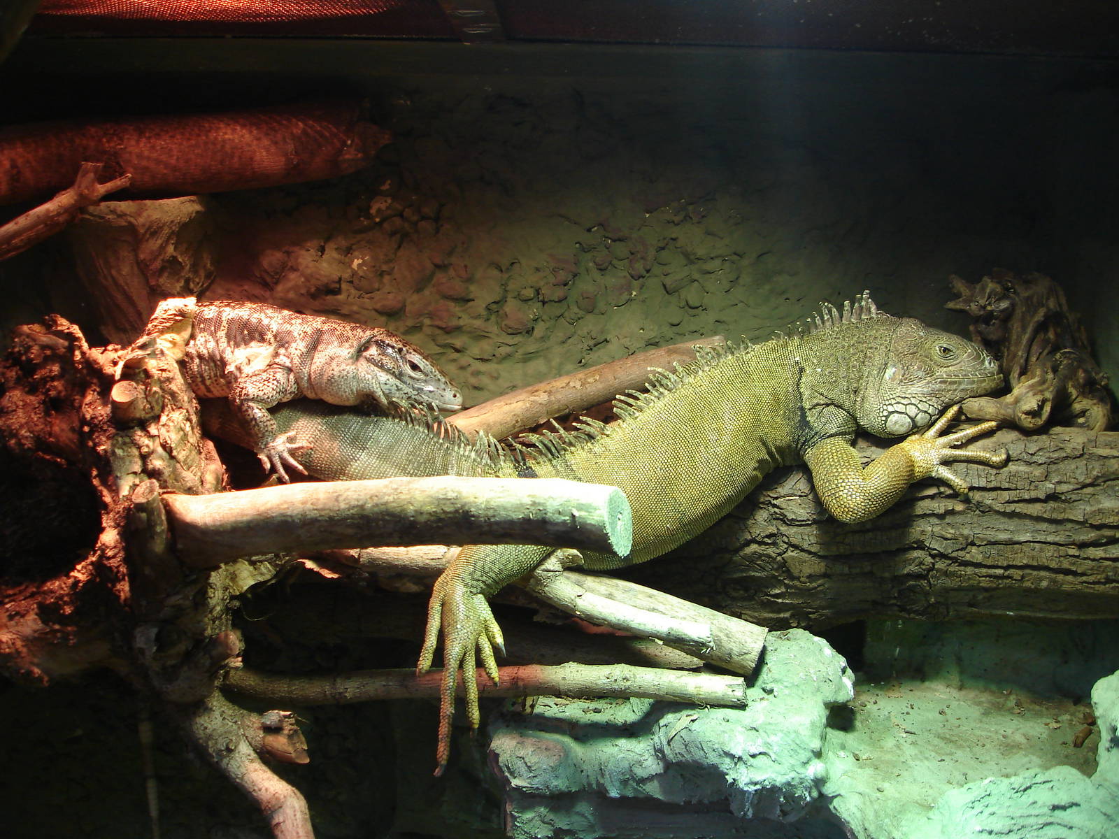 Gold tegu and green iguana