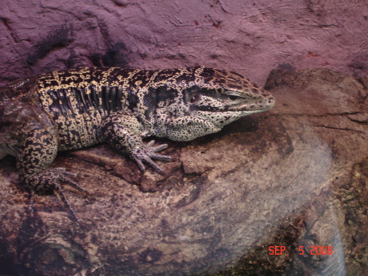 Gold tegu - Tupinambis teguixin