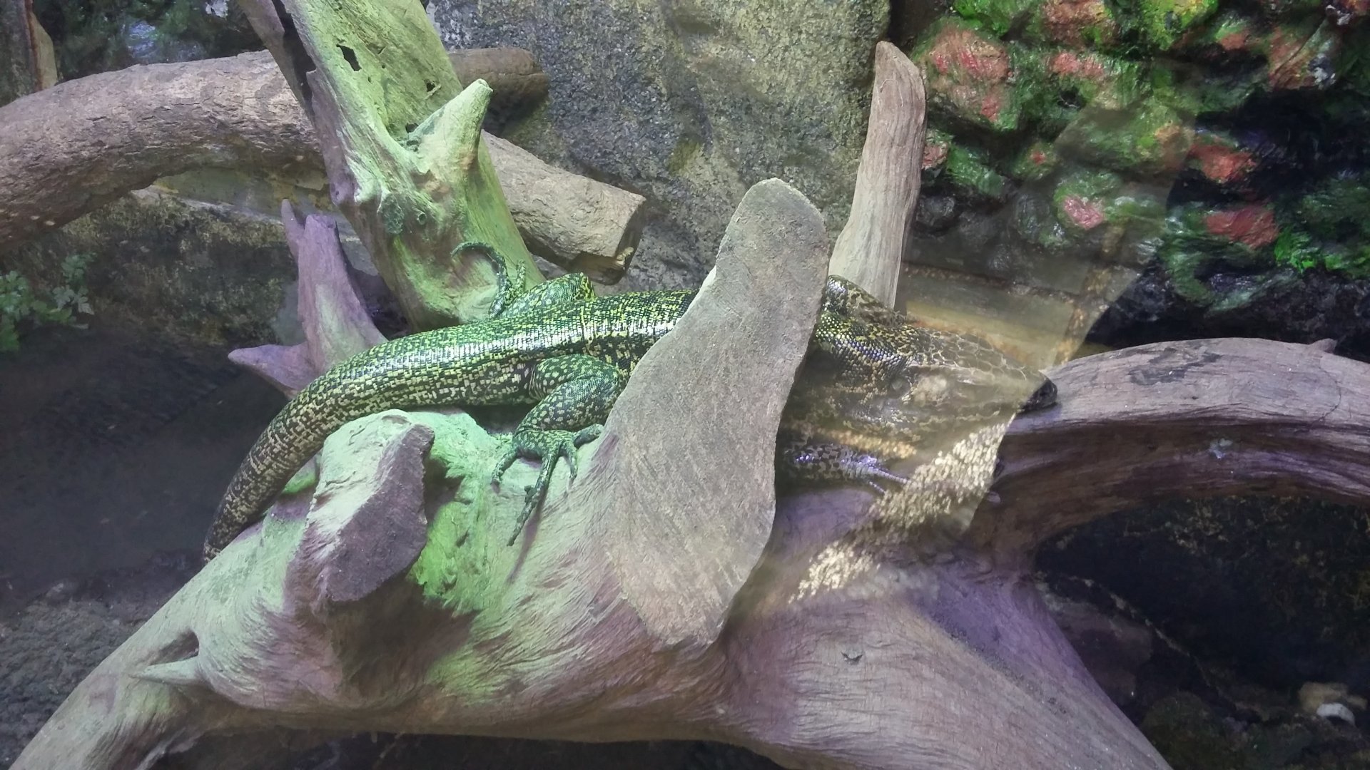 Gold tegu (Tupinambis teguixin)