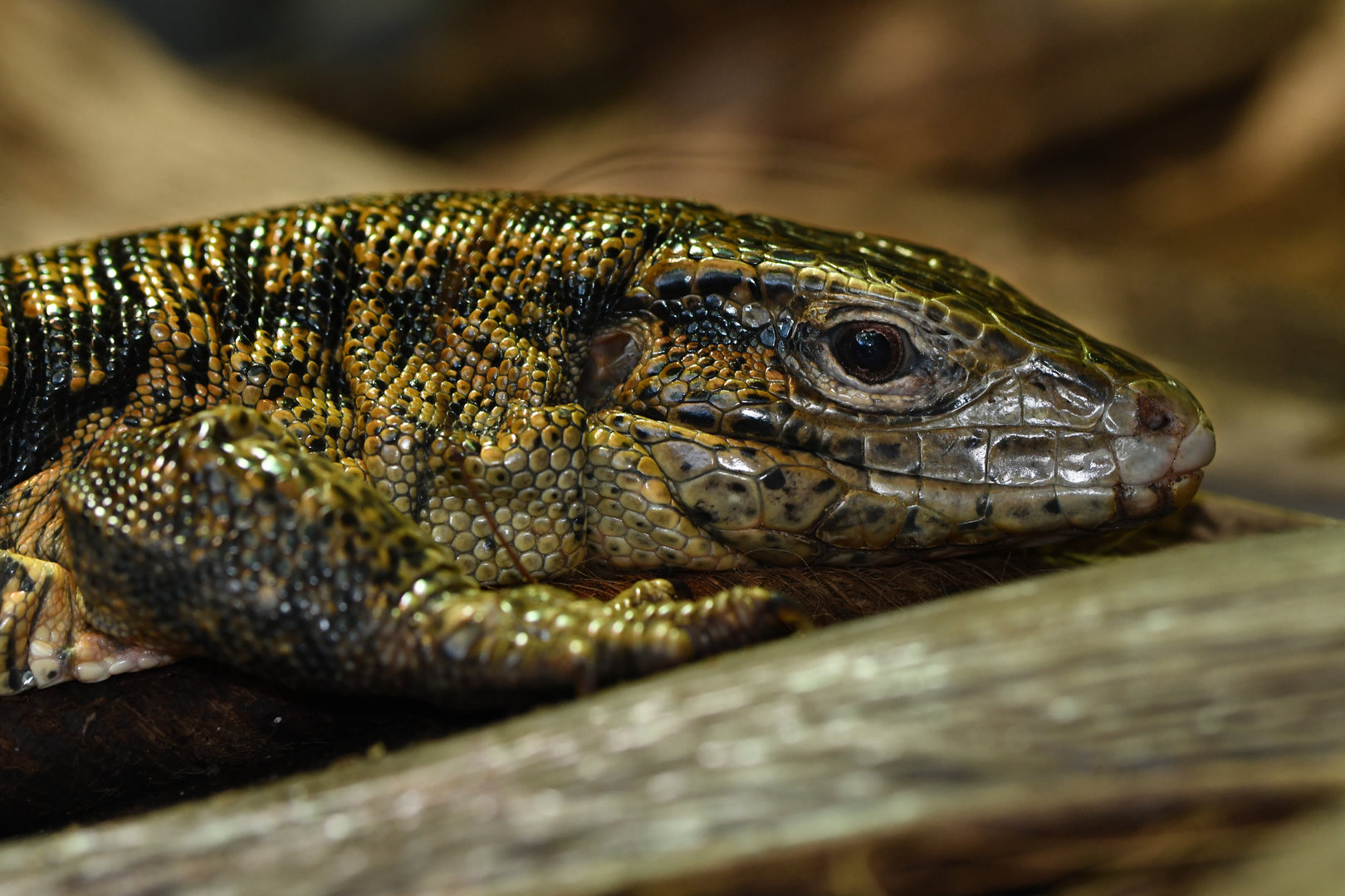 Gold tegu (upinambis teguixin)