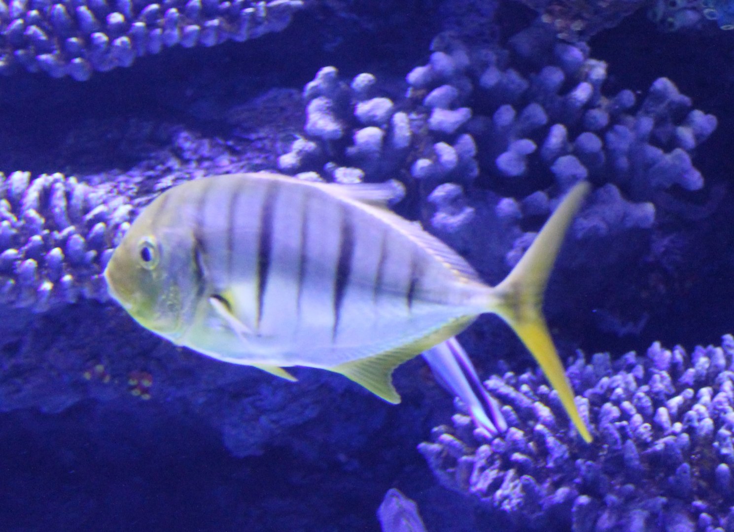 Gold trevally - Gnathanodon speciosus