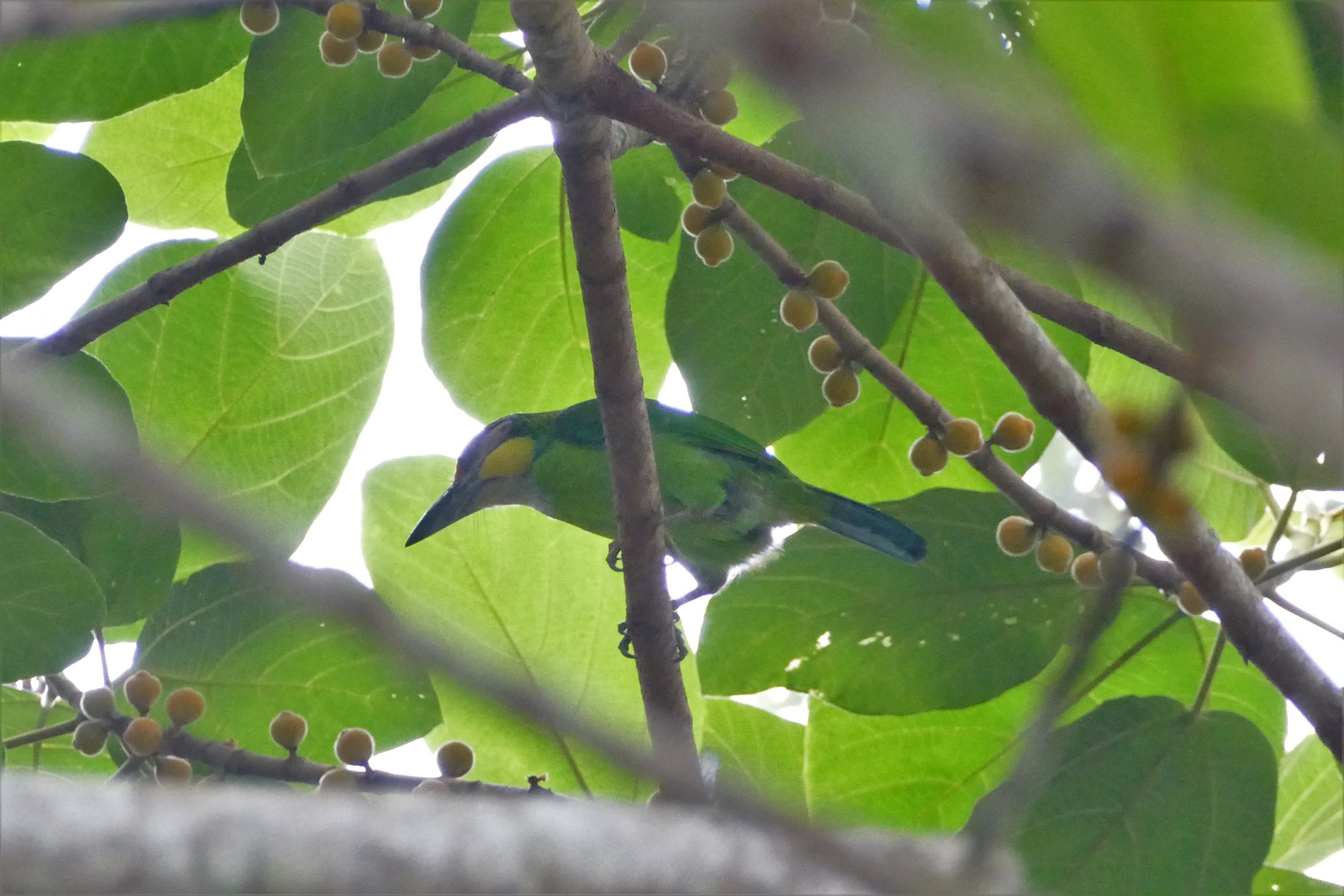 Gold-whiskered Barbet - Fraser's Hill
