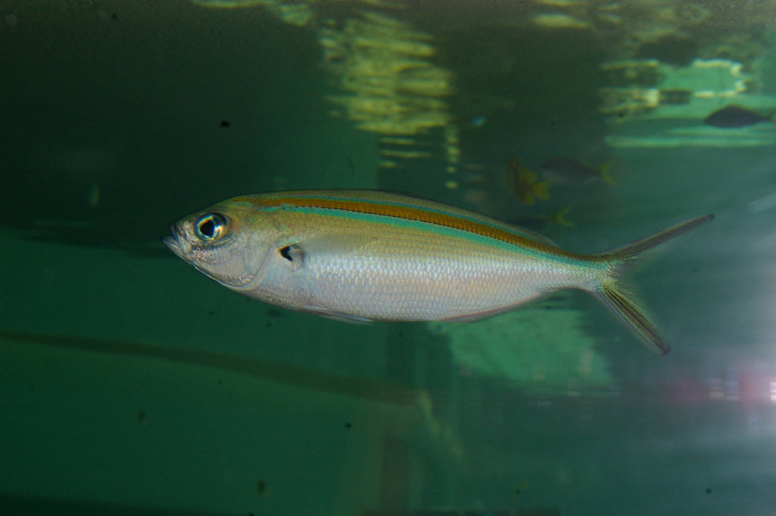 goldband fusilier (Caesio caerulaurea)