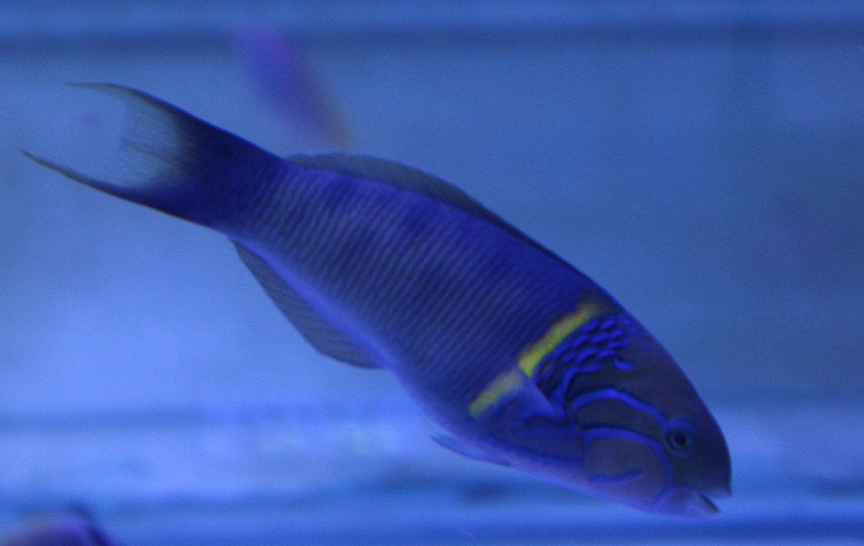 Goldbar wrasse - Thalassoma hebraicum