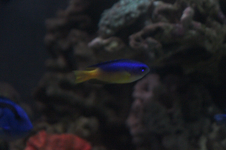 Goldbelly damsel (Pomacentrus auriventris)