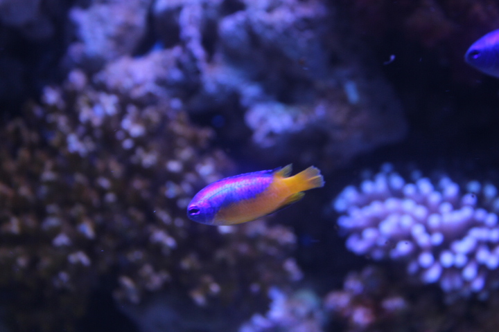 Goldbelly damselfish (Pomacentrus auriventris) - BXSea