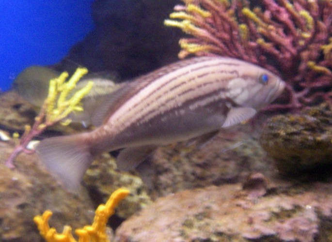 Goldblotch Grouper (Epinephelus costae), identified by devilfish