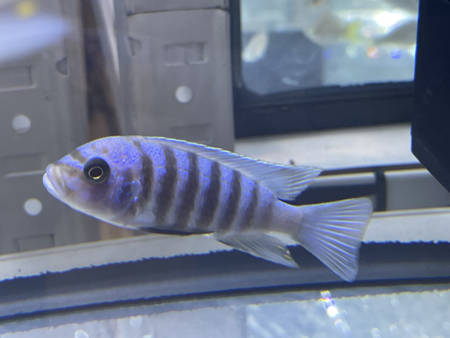 goldbreast zebra (maylandia fainzilberi) (1)