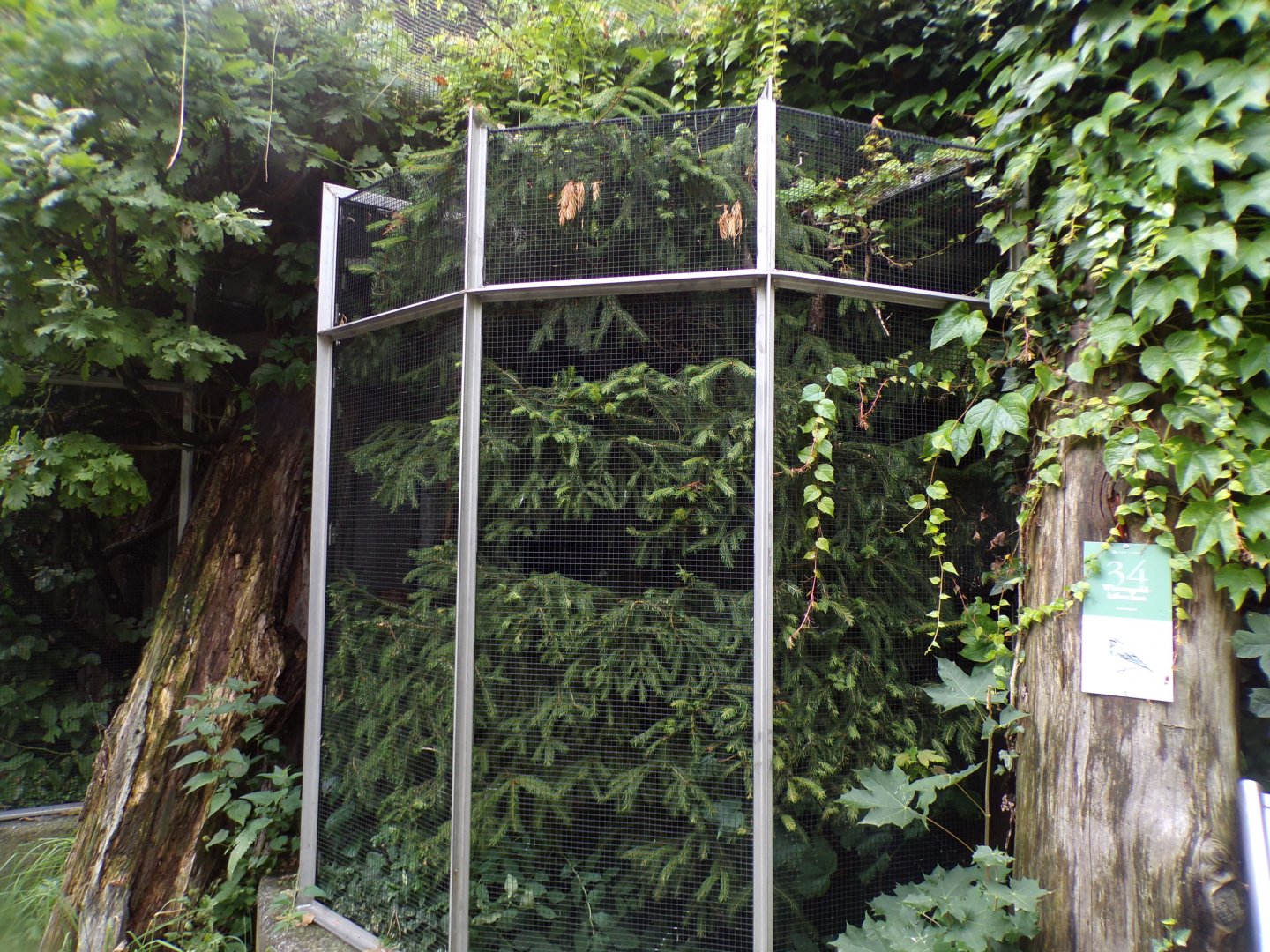 Goldcrest aviary Houses 9.7.25