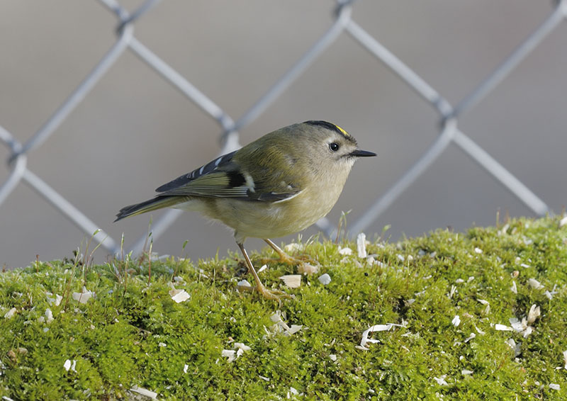 Goldcrest (wild)