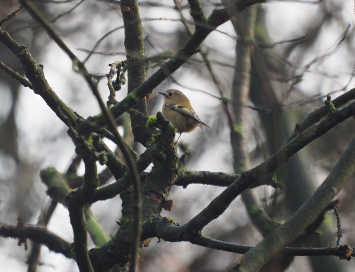 Goldcrest