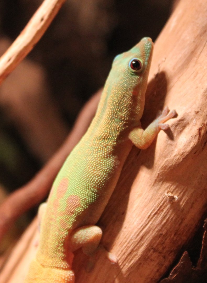 Golddust Daygecko