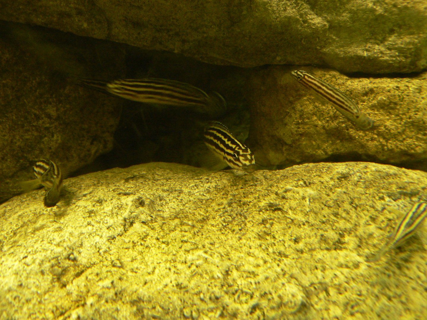 Golde Julie - 23 March 2017