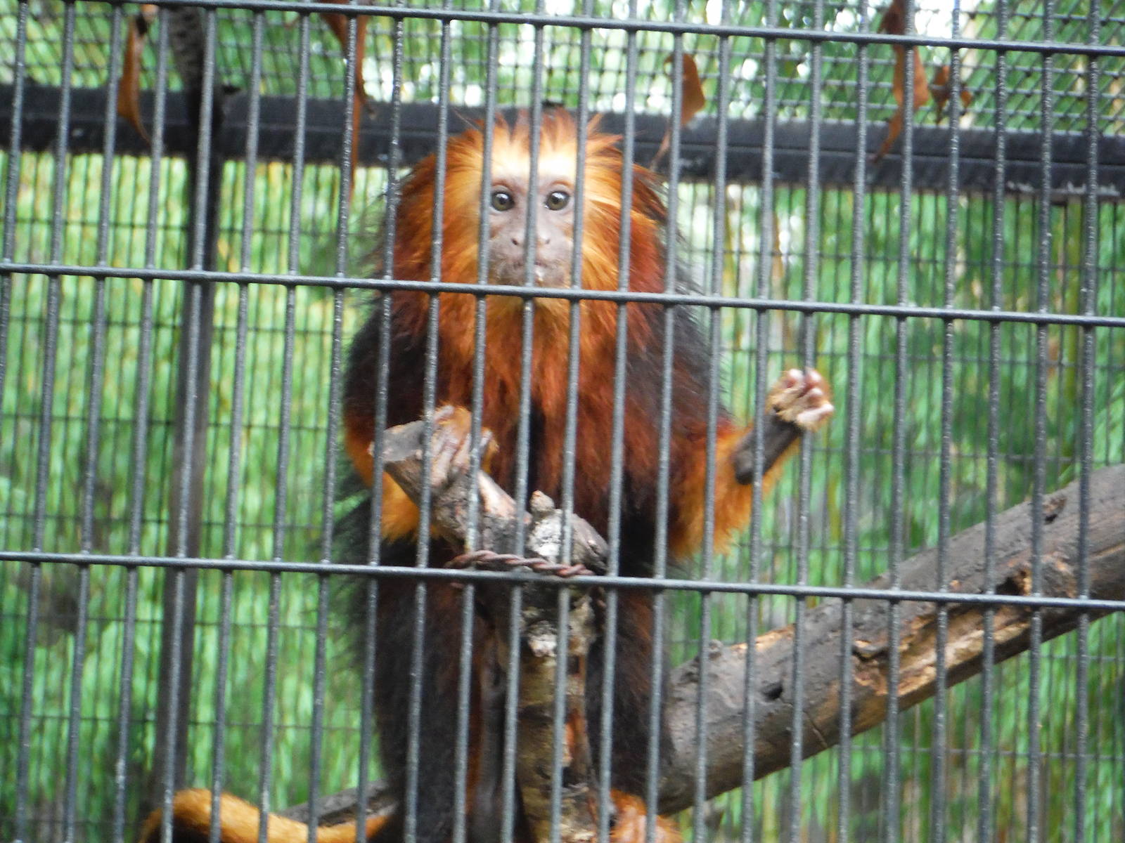 Golded-headed lion tamarin