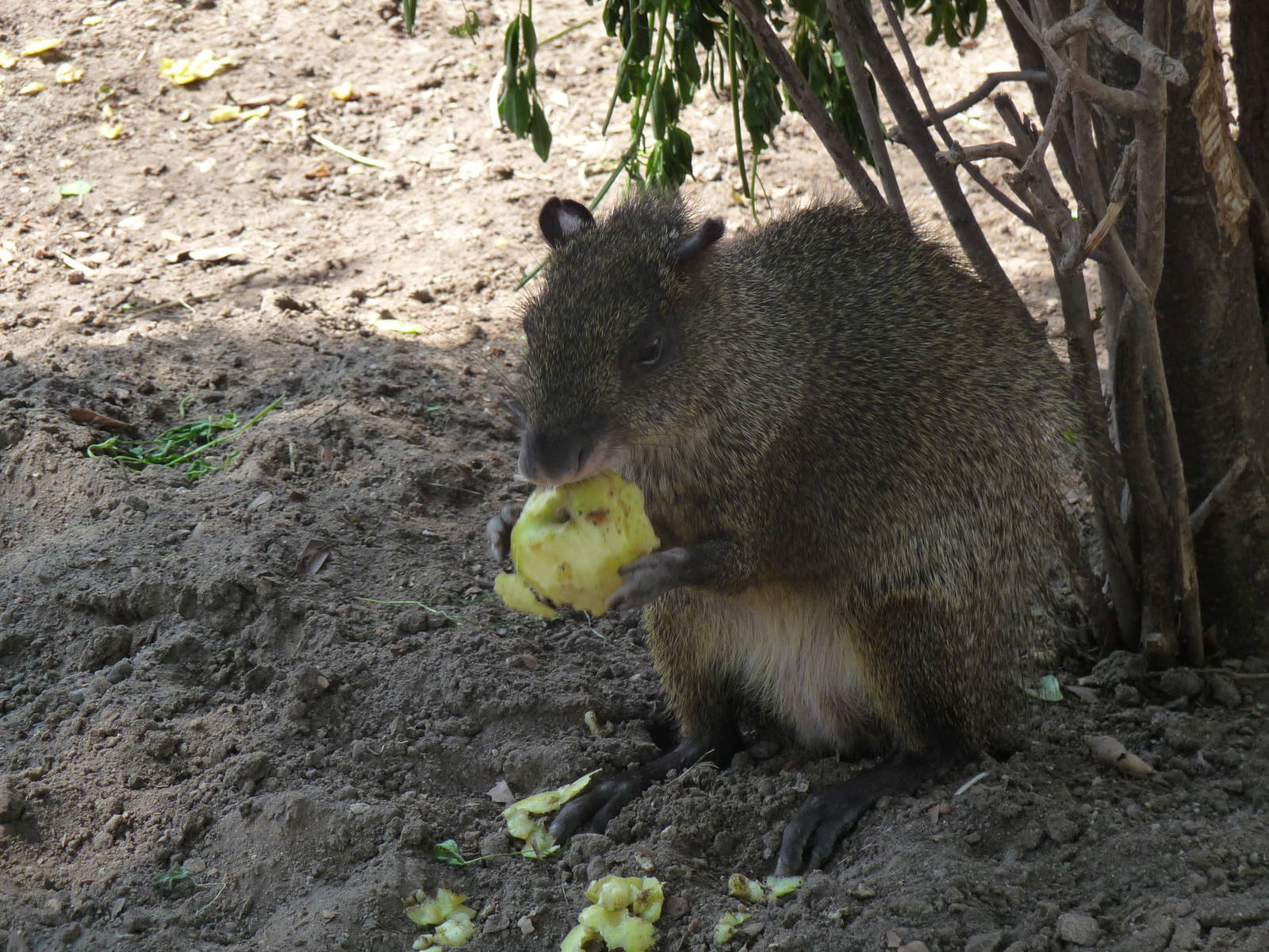 golden aguti africam safari